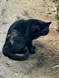 Found/Stray Male Cat last seen Prudence & Princeton Dr., Tucson, AZ 85710
