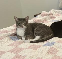 Reunited Male Cat last seen Near Donax Ave, Imperial Beach, CA 91932, USA, Imperial Beach, CA 91932