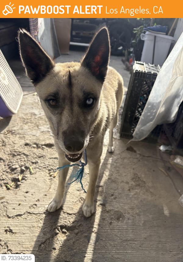 Found/Stray Female Dog last seen Avalon & Vernon, Los Angeles, CA 90061