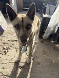 Found/Stray Female Dog last seen Avalon & Vernon, Los Angeles, CA 90061
