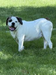 Reunited Male Dog last seen Shady Avenue and Monitor, Pittsburgh, PA 15217