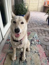 Found/Stray Female Dog last seen S beck ave, w fifth st, Tempe, AZ 85281