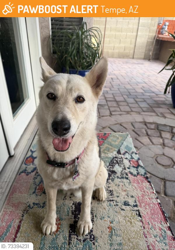 Found/Stray Female Dog last seen S beck ave, w fifth st, Tempe, AZ 85281