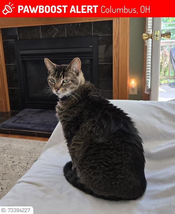 Lost Male Cat last seen Waggoner Rd and Waggoner Woods Dr, Columbus, OH 43004