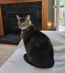 Lost Male Cat last seen Waggoner Rd and Waggoner Woods Dr, Columbus, OH 43004