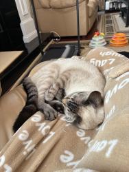 Reunited Male Cat last seen Pinta Court, Toms River, NJ 08753