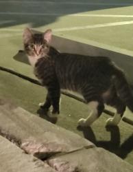 Found/Stray Unknown Cat last seen Three Dollar Cafe near the ball field, Lawrenceville, GA 30043