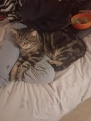 Lost Male Cat last seen Near Chanel CT Dr, Clinton Township, MI 48038