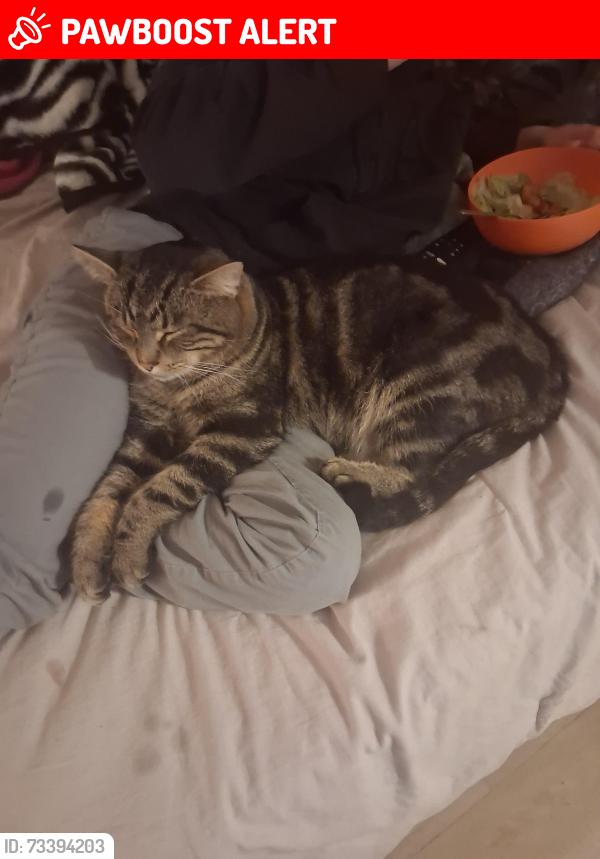Lost Male Cat last seen Near Chanel CT Dr, Clinton Township, MI 48038