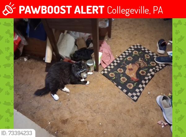 Lost Female Cat last seen Mill& Miller rds, Collegeville, PA 19426