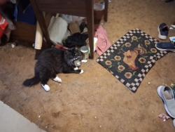 Lost Female Cat last seen Mill& Miller rds, Collegeville, PA 19426