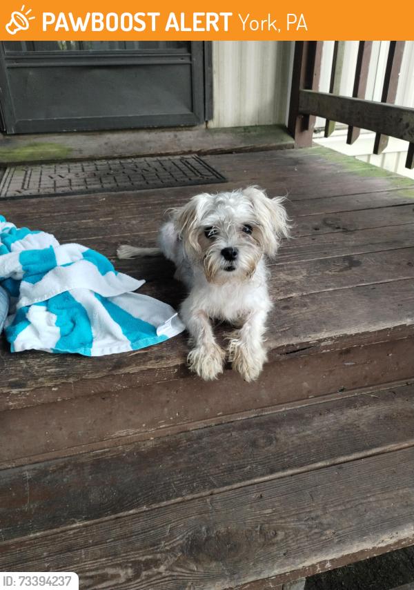 Found/Stray Female Dog last seen N Susquehanna Trail and Cloverleaf Rd, York, PA 17406