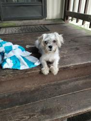 Found/Stray Female Dog last seen N Susquehanna Trail and Cloverleaf Rd, York, PA 17406