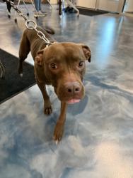 Shelter Stray Male Dog last seen Near Norfolk Towne Street, SOUTHFIELD, MI, 48037, 1200 N Telegraph Building 42E, Pontiac, MI 48340, USA
