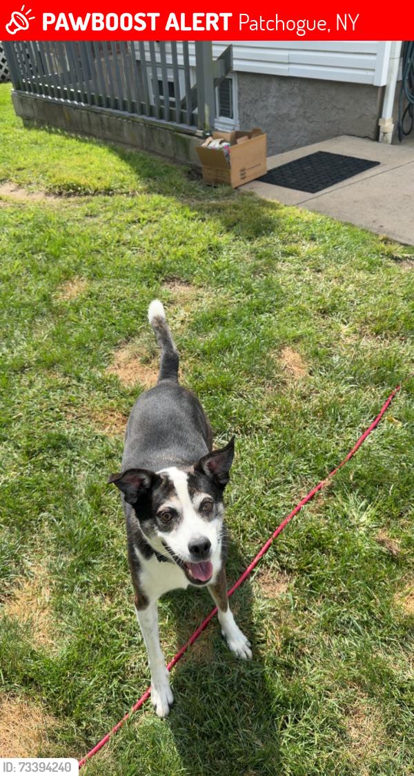 Lost Female Dog last seen Waverly, Patchogue, NY 11772