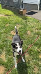 Lost Female Dog last seen Waverly, Patchogue, NY 11772