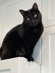 Reunited Male Cat last seen Near Donax Ave, Imperial Beach, CA 91932, USA, Imperial Beach, CA 91932