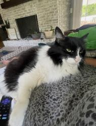 Lost Female Cat last seen Crosshaven ave, Canton, OH 44708
