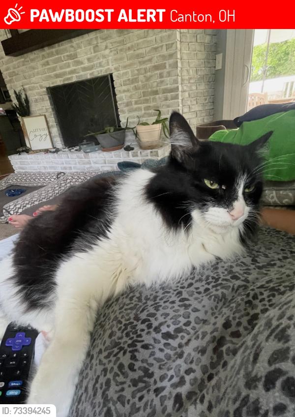 Lost Female Cat last seen Crosshaven ave, Canton, OH 44708