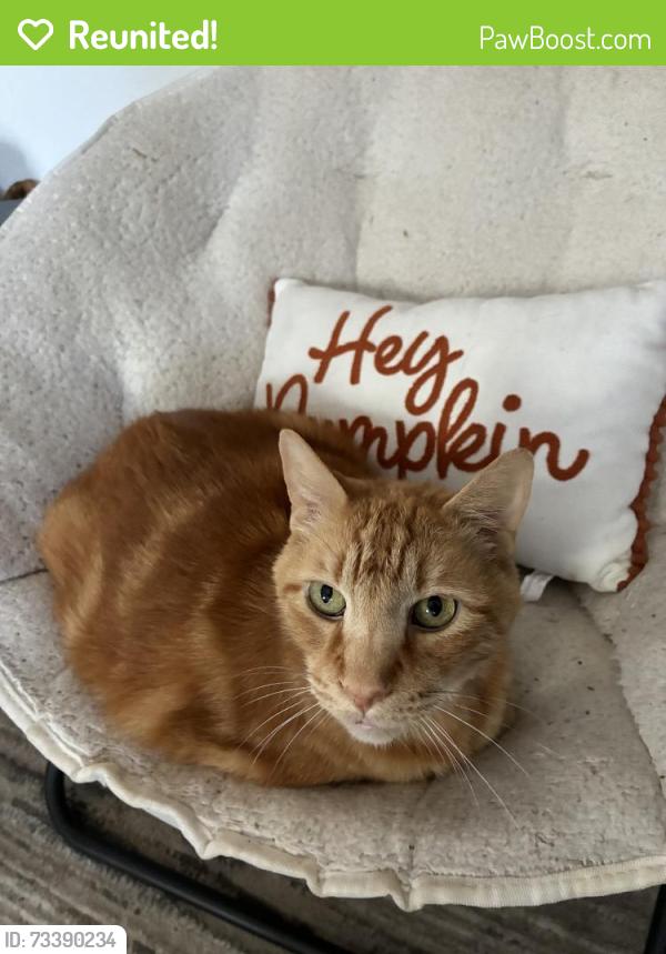 Reunited Male Cat last seen Near Perktel St, Sacramento, CA 95815, USA, Sacramento, CA 95815
