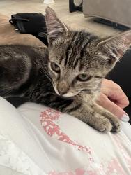 Found/Stray Female Cat last seen Piping rock, Houston, TX 77082