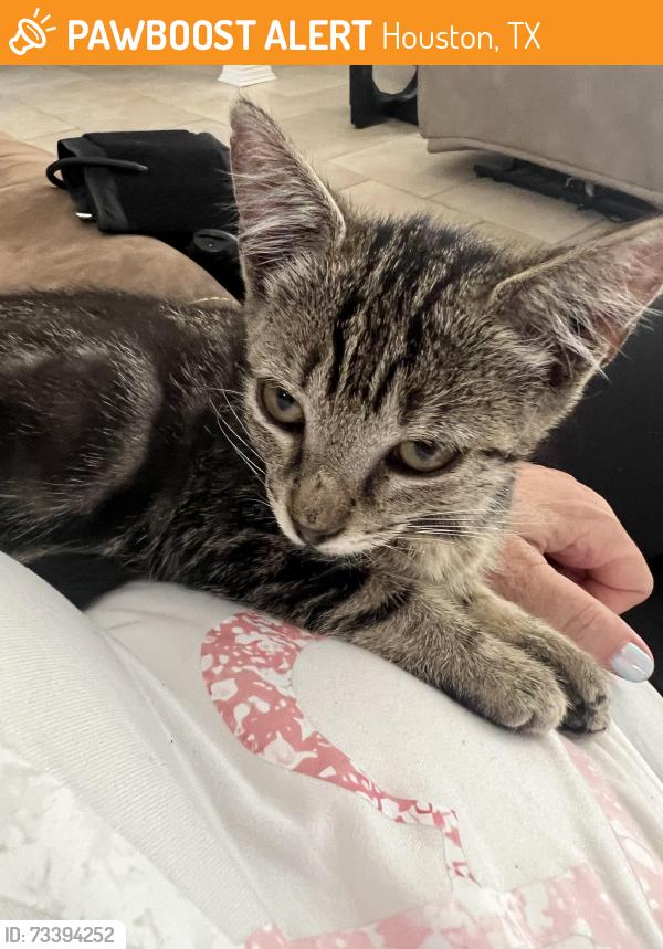 Found/Stray Female Cat last seen Piping rock, Houston, TX 77082