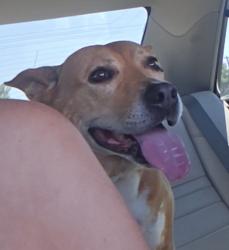 Lost Female Dog last seen Washington, Amarillo, TX 79107