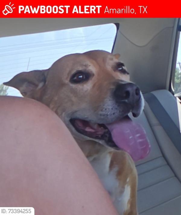 Lost Female Dog last seen Washington, Amarillo, TX 79107