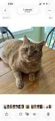 Lost Male Cat last seen Brubaker Run Road and Glenbrook Avenue, East Hempfield Township, PA 17603