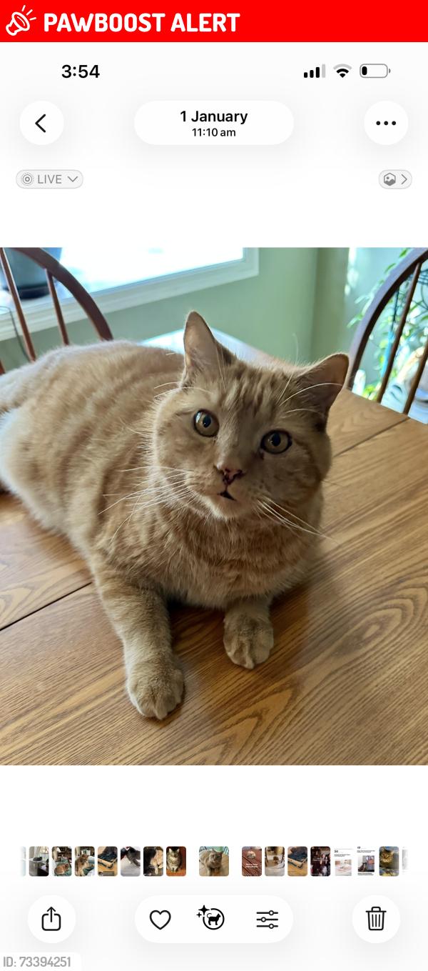 Lost Male Cat last seen Brubaker Run Road and Glenbrook Avenue, East Hempfield Township, PA 17603