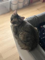 Reunited Female Cat last seen High View Circle, Greensboro, NC 27410