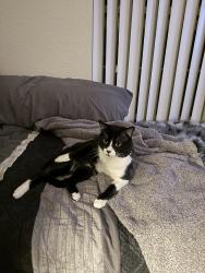 Reunited Male Cat last seen Near Redmond Dr, Longmont, Colorado 80503, Longmont, CO 80503