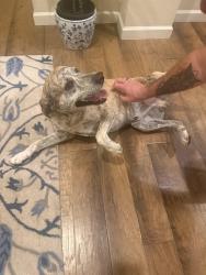 Found/Stray Male Dog last seen Buss Grove and Colorado Blvd, Timnath, CO 80547