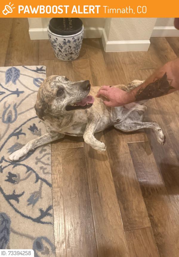 Found/Stray Male Dog last seen Buss Grove and Colorado Blvd, Timnath, CO 80547