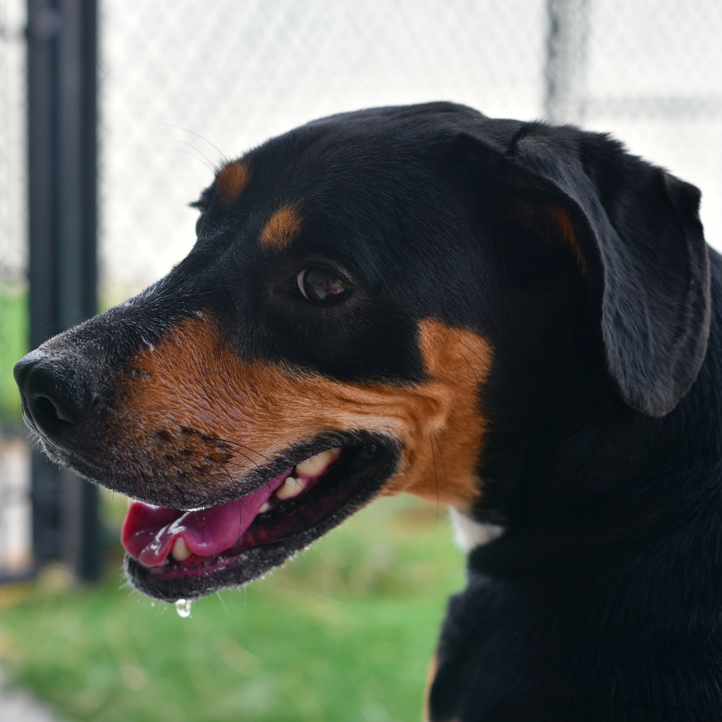 Shelter Stray Female Dog last seen , 3173 K-68 Hwy, Ottawa, KS 66067, USA
