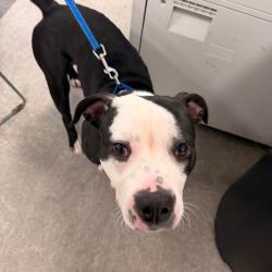 Shelter Stray Female Dog last seen , Animal Care & Control Team of Philly, 111 W Hunting Park Ave, Philadelphia, PA 19140, USA