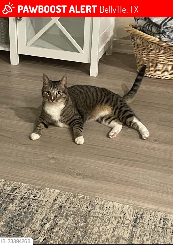 Lost Male Cat last seen Highway 36N between Kenney Express and Kenneywood ests, Bellville, TX 77418