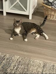 Lost Male Cat last seen Highway 36N between Kenney Express and Kenneywood ests, Bellville, TX 77418