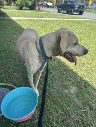 Found/Stray Male Dog last seen Lake Hernando, Hernando, FL 34442
