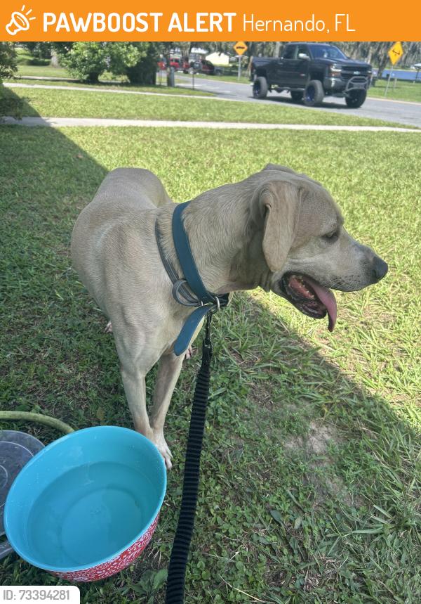 Found/Stray Male Dog last seen Lake Hernando, Hernando, FL 34442