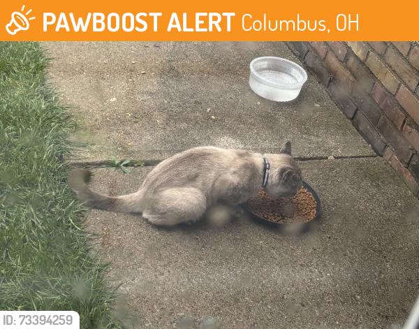 Found/Stray Unknown Cat last seen Ashton Pines apmts, Columbus, OH 43204