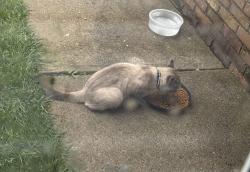 Found/Stray Unknown Cat last seen Ashton Pines apmts, Columbus, OH 43204