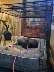 Reunited Female Dog last seen Kerr Parkway & Mt. Jefferson Terrace, Mount Park, OR 97035