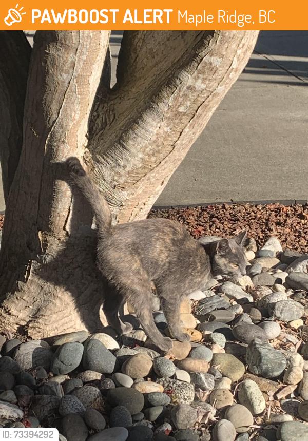 Found/Stray Unknown Cat last seen Fern Crescent & 240 St, Maple Ridge, BC 