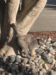 Found/Stray Unknown Cat last seen Fern Crescent & 240 St, Maple Ridge, BC 