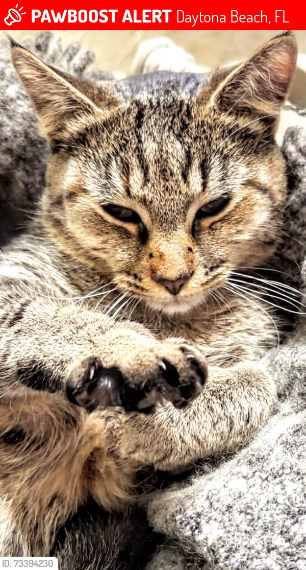 Lost Female Cat last seen Bayberry Lakes Blvd, Daytona Beach, FL 32124