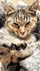 Lost Female Cat last seen Bayberry Lakes Blvd, Daytona Beach, FL 32124