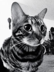 Lost Male Cat last seen N Chicago and smith, Portland, OR 97203