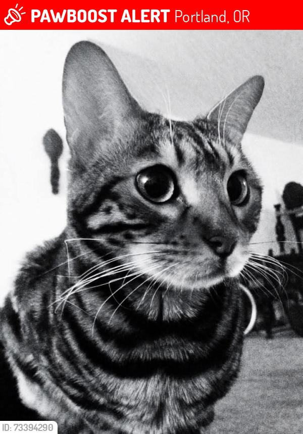 Lost Male Cat last seen N Chicago and smith, Portland, OR 97203