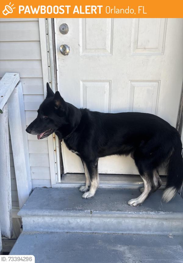 Found/Stray Male Dog last seen stardust lane, Orlando, FL 32818